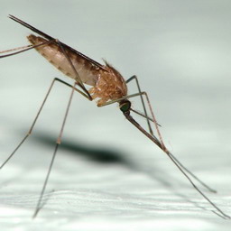 Комар рода Anopheles